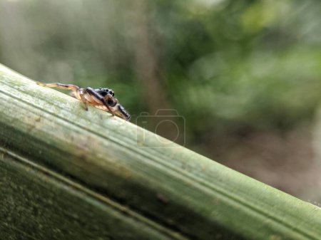Photo for Bagheera kiplingi is a small spider that is often found on leaves - Royalty Free Image