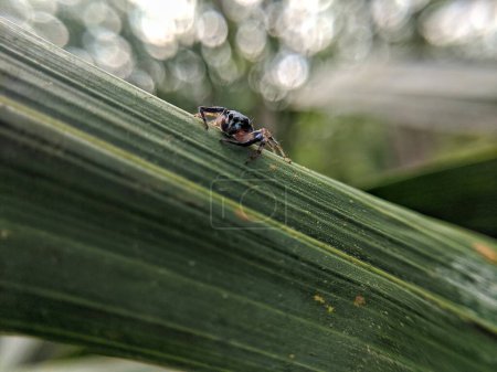 Foto de Bagheera kiplingi es una pequeña araña que a menudo se encuentra en las hojas - Imagen libre de derechos