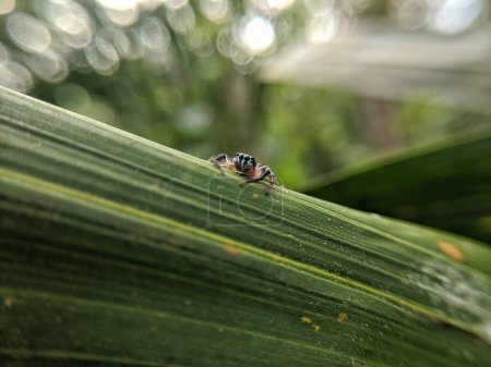 Foto de Bagheera kiplingi es una pequeña araña que a menudo se encuentra en las hojas - Imagen libre de derechos