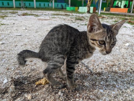 Téléchargez les photos : Un chaton fait caca sur le sable dans la cour - en image libre de droit
