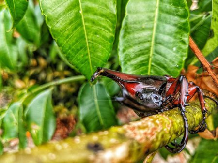 Téléchargez les photos : Insecte Xylotrupes gideon rampant sur une bille - en image libre de droit