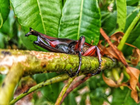 Téléchargez les photos : Insecte Xylotrupes gideon rampant sur une bille - en image libre de droit