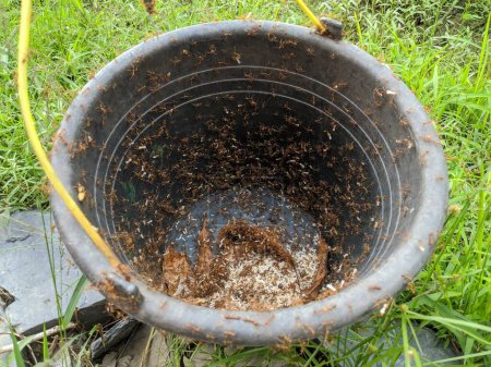 The red insects take their eggs and put them in the black bucket