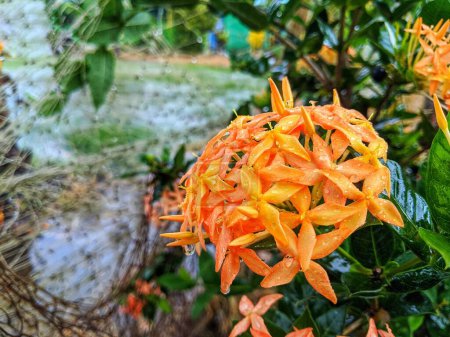 Die Blüten der Ixora Chinensis-Pflanze blühen am Morgen