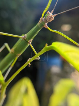 Phasmatodea Insectes rampant sur les feuilles vertes