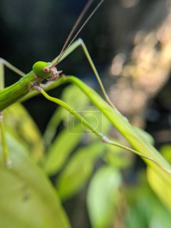 Phasmatodea Insectes rampant sur les feuilles vertes