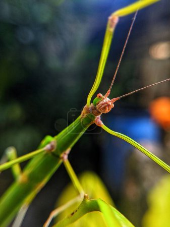 Phasmatodea Insects crawling on green leaves