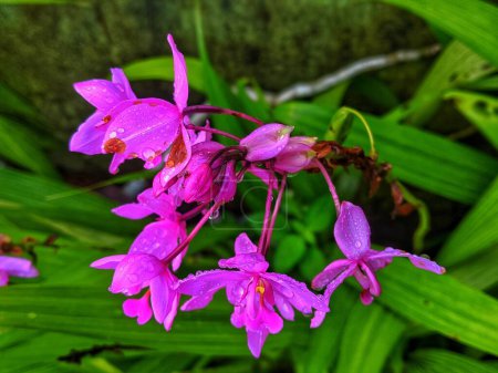 violett gemahlene Orchideenblüten mit dem lateinischen Namen Spathoglottis Plicata, mit Regenwasser bespritzt