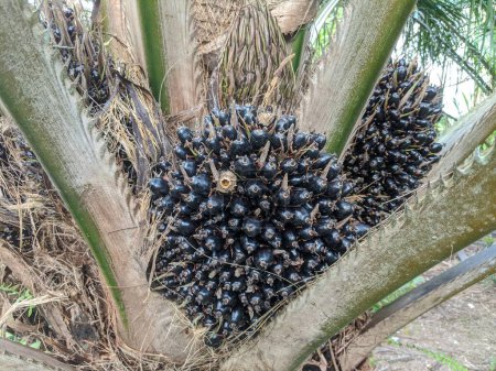 fruits de palme avec de grandes grappes attachées à la tige
