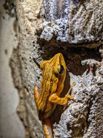 Foto de Una rana arborícola rayada con el nombre latino Polypedates megacephalus unido a la pared de la casa - Imagen libre de derechos