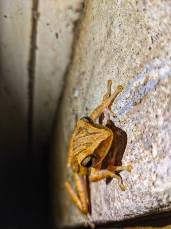 Foto de Una rana arborícola rayada con el nombre latino Polypedates megacephalus unido a la pared de la casa - Imagen libre de derechos