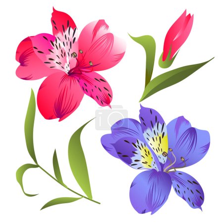 Ilustración de Set de bellas alstroemerias rosa y púrpura con efecto acuarela aislada sobre fondo blanco - Imagen libre de derechos