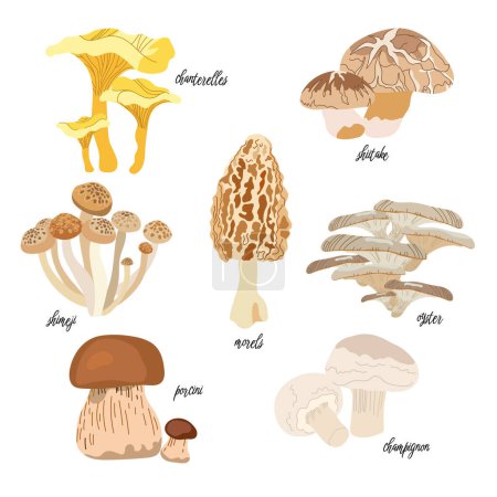 Illustration for Mushroom vector illustration set in flat design isolated on white background. Porcini, chanterelles, morels, oyster mushrooms, shimeji, champignon, shiitake. - Royalty Free Image