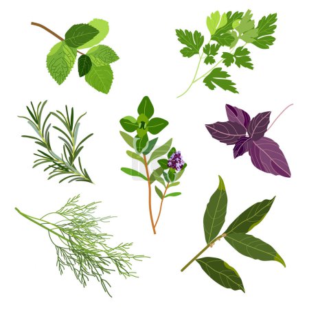 Illustration for Set of popular culinary herbs and spices. Mint and rosemary, basil, thyme, parsley, dill, bay leaf. Vector flat illustration. For health care, store, cosmetics, food design - Royalty Free Image