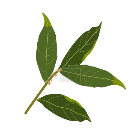 Illustration for Branch of bay leaf. Vector illustration isolated on a white background. Culinary herbs. - Royalty Free Image