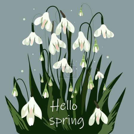 Illustration for Hello Spring. Flowers are white snowdrops with leaves. Spring is coming. Vector illustration isolated on gray background.Snowdrops for decoration and design. - Royalty Free Image