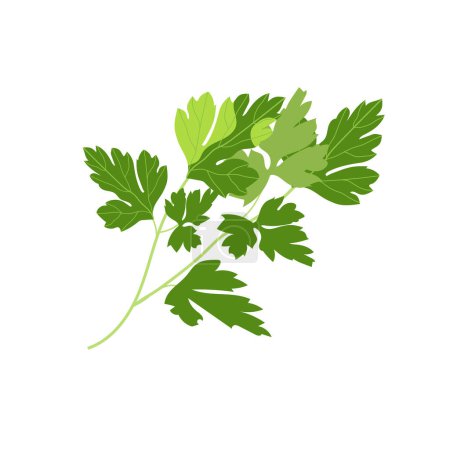 Ilustración de Perejil con hojas de color verde brillante sobre un fondo blanco. Ingrediente natural para saborizar platos. - Imagen libre de derechos