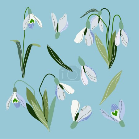 Illustration for Snowdrop flowers set. Spring wildflower. Blossom plant. Snowdrop flower art. Vector drawing of snowdrops. Snowdrops for decoration and design. - Royalty Free Image