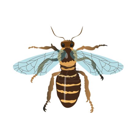 Téléchargez les illustrations : Illustration vectorielle d'une abeille domestique sur fond blanc. Vue d'en haut - en licence libre de droit