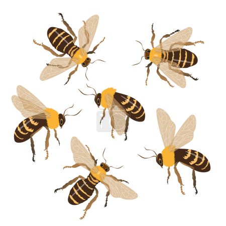 Téléchargez les illustrations : Ensemble d'abeilles mellifères sur un fond blanc de différents côtés. Dessin animé vectoriel, icône abeille miel. - en licence libre de droit