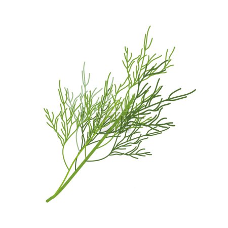Dill sprig isolated on white background. Dill for menu, packaging, cookbook, web, label design. Spicy fragrant annual herbs are grown in the garden. Vector illustration