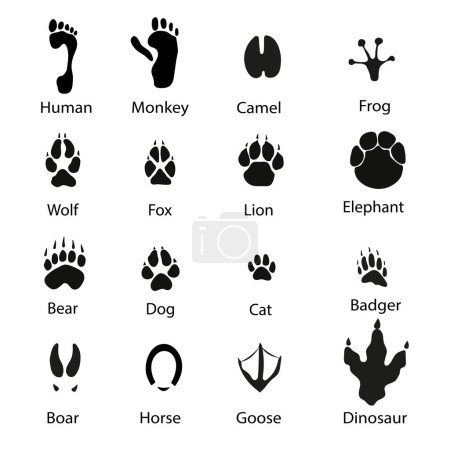Téléchargez les illustrations : Ensemble d'icônes d'empreinte animale. Illustrations simples d'icônes d'empreinte animale pour web.Illustration vectorielle. - en licence libre de droit