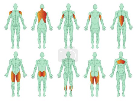 Illustration for Muscles illustration icon set. Figure of man and with highlighted biceps, triceps, quadriceps, calf and latissimus dorsi. Cartoon flat vector set isolated on white background.Training and sports. - Royalty Free Image