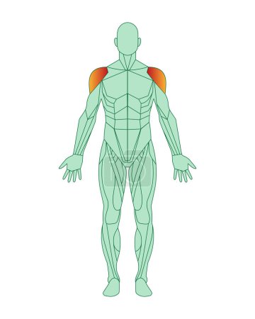 Ilustración de Figura de hombre con músculos deltoides resaltados. Concepto de anatomía muscular masculina. Ilustración vectorial aislada sobre fondo blanco. - Imagen libre de derechos