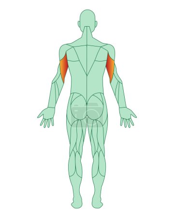 Illustration for Figure of a man with highlighted muscles. Highlighted in red biceps of arms or shoulders. Male muscle anatomy concept. Vector illustration isolated on white background. - Royalty Free Image