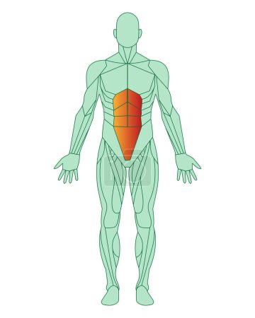 Figura de un hombre con músculos resaltados. Cuerpo de hombre con músculos abdominales o recto abdominis resaltado en rojo. Concepto de anatomía muscular masculina. Ilustración vectorial aislada sobre fondo blanco.