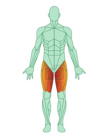 Figure of a man with highlighted muscles. Body with thigh muscles highlighted in red. Quadriceps and adductor femoris, sartorius. Male muscle anatomy concept. Vector illustration isolated on white background 