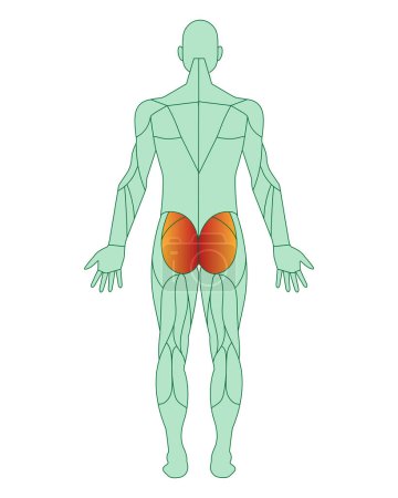 Figura de un hombre con músculos resaltados. Los músculos glúteos máximos se resaltan en rojo. Concepto de anatomía muscular masculina. Ilustración vectorial aislada sobre fondo blanco.
