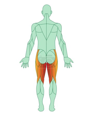 Ilustración de Figura de un hombre con músculos resaltados. Los músculos de la parte posterior del muslo están resaltados en rojo. Semimembranosus y semitendinosus. Concepto de anatomía muscular masculina. Ilustración vectorial aislada sobre fondo blanco - Imagen libre de derechos
