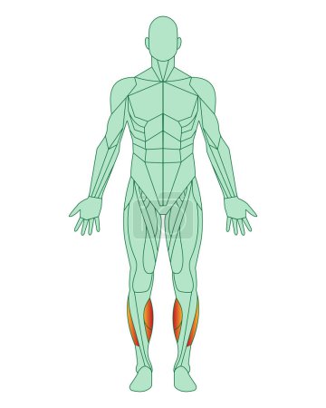 Figura de un hombre con músculos resaltados. Cuerpo con músculos tibiales anterior y peroneal resaltados en rojo. Concepto de anatomía muscular masculina. Ilustración vectorial aislada sobre fondo blanco.