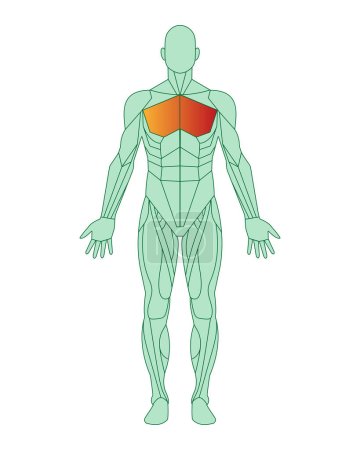 Figura de un hombre con músculos resaltados. Esquema del cuerpo humano con músculos pectorales resaltados en rojo. Concepto de anatomía muscular masculina. Ilustración vectorial aislada sobre fondo blanco.