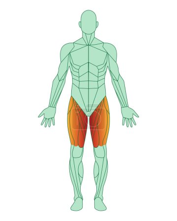 Figure of a man with highlighted muscles. Body with thigh muscles highlighted in red. Quadriceps and adductor femoris, sartorius. Male muscle anatomy concept. Vector illustration isolated on white background 
