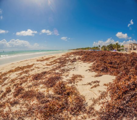 Téléchargez les photos : Playa del Carmen Quintana Roo Mexique 01. Juin 2021 belle plage des Caraïbes totalement sale et sale le problème de sargazo d'algues méchant à Playa del Carmen Quintana Roo Mexique. - en image libre de droit