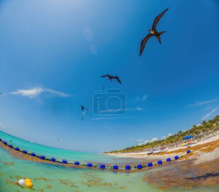 Téléchargez les photos : Playa del Carmen Quintana Roo Mexique 01. Juin 2021 belle plage des Caraïbes totalement sale et sale le problème de sargazo d'algues méchant à Playa del Carmen Quintana Roo Mexique. - en image libre de droit