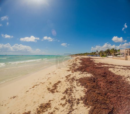 Photo for Playa del Carmen Quintana Roo Mexico 01. June 2021 beautiful Caribbean beach totally filthy and dirty the nasty seaweed sargazo problem in Playa del Carmen Quintana Roo Mexico. - Royalty Free Image