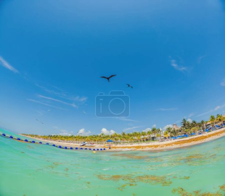 Photo for Playa del Carmen Quintana Roo Mexico 01. June 2021 beautiful Caribbean beach totally filthy and dirty the nasty seaweed sargazo problem in Playa del Carmen Quintana Roo Mexico. - Royalty Free Image