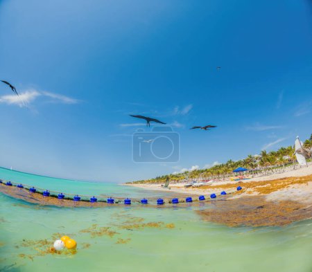 Playa del Carmen Quintana Roo México 01. Junio 2021 Hermosa playa caribeña totalmente sucia y sucia el asqueroso problema del sargazo de algas en Playa del Carmen Quintana Roo México.