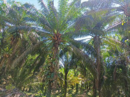 Téléchargez les photos : Palmiers visibles pendant la journée - en image libre de droit