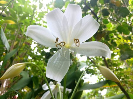 schöne asiatische Lilie Zierpflanze