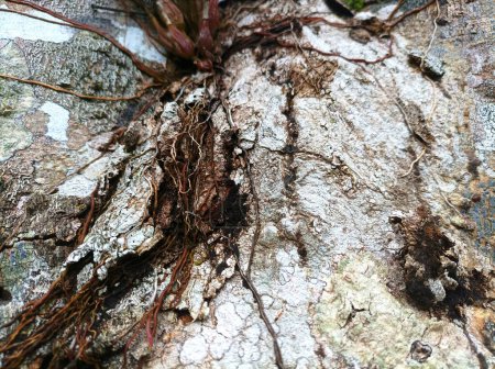 las raíces del muérdago en el árbol