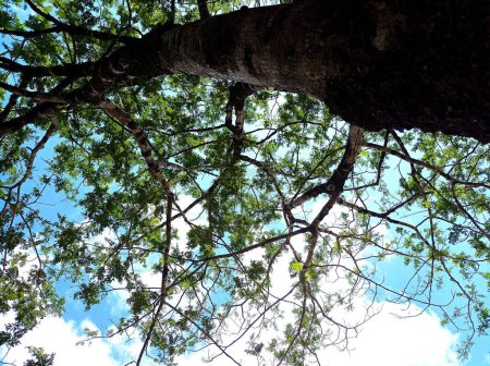 the branches of a large petai tree can be seen during the day