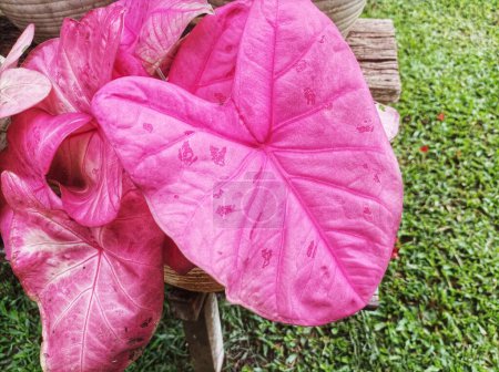 Sexy Pink Caladium ornamental plant