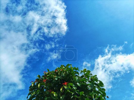 Jamaican guava trees seen on a sunny day