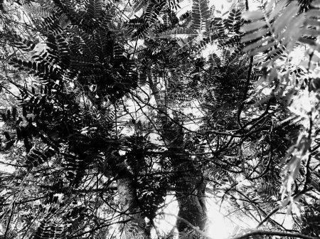 Foto de Aspecto de un árbol de tamarindo sobre un fondo blanco y negro - Imagen libre de derechos
