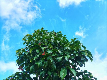 Jamaican guava trees seen on a sunny day