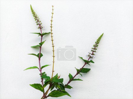 Photo for Cat's whisker plant for herbal medicine - Royalty Free Image